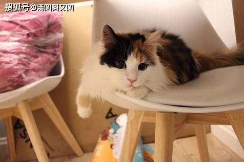 娱乐吃瓜酱三花猫